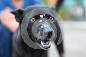 Nose of black dog