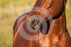 Nose brown horse closeup on a green background