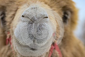 The nose of a camel in close-up. Gray and brown color