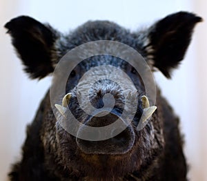 Nose and canines on face of wild boar snout