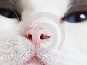 Nose of a cat