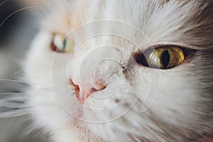 Nose of cat closeup. Feline nose macro.