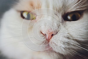 Nose of cat closeup. Feline nose macro.