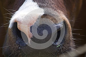 Nose of a cow