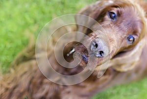 Nose of a curious dog
