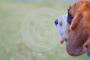 Nose of cute Beagle puppy in the grass, Beagle Dog Close Up Portrait