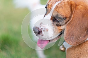 Nose of cute Beagle puppy in the grass, Beagle Dog Close Up Portrait