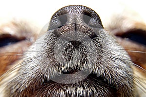 Nose of dog