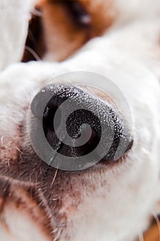 Nose of a dog