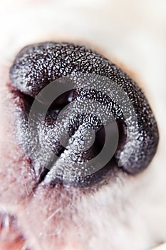 Nose of a dog