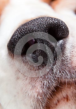 Nose of a dog