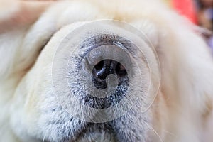 Nose of dog (chow-chow) and mustache close-up. Close up of Playful dog's nose