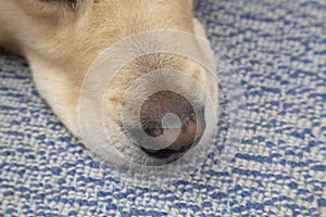 The nose of a dog lying on the floor. Close-up