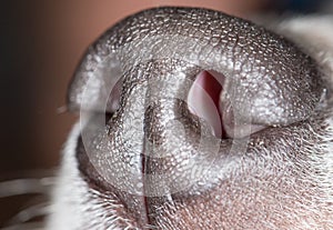 The nose of a dog. macro