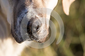 Nose of a dog. macro