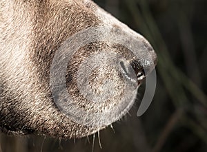 Nose of a dog. macro