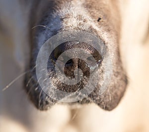 Nose of a dog. macro