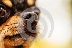 Nose of dog, my lovely chihuahua. Chihuahua dog nose