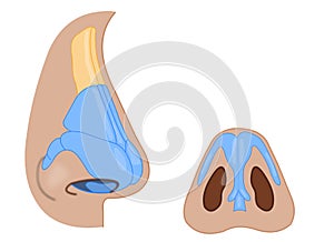 Nose external anatomy