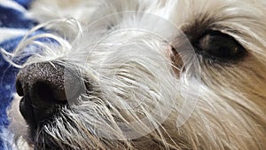 nose and eye of white dog in the foreground