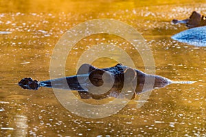 Nose, eyes and ears of hippopotamus, above water at sunrise