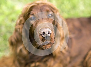 Nose of a funny cute dog