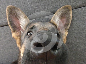 Nose of a funny german shepherd puppy close up