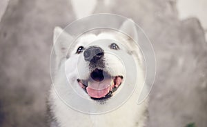 The nose of a happy Siberian Husky dog of gray-white color