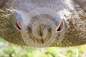 Nose of a hippo