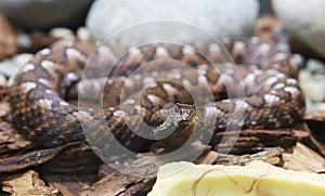 Nose- horned Viper.