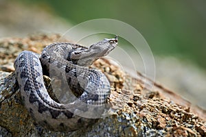 Nose-Horned Viper close-up