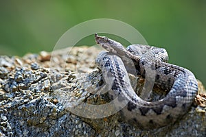 Nose-Horned Viper close-up