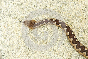 Nose horned viper crawling on stone