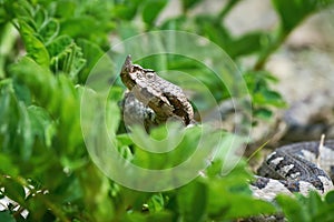 Nose-Horned Viper head close-up