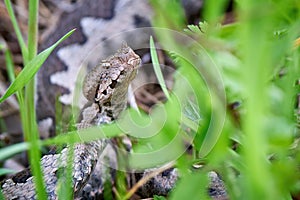 Nose-Horned Viper hiding in the grass