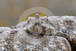 Nose-horned viper, horned viper female in natural habitat (Vipera ammodytes