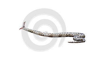Nose-Horned Viper isolated on white background