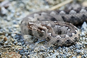 Nose-Horned Viper male in natural habitat