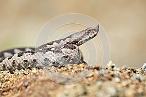 Nose-Horned Viper male in natural habitat