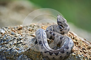 Nose-Horned Viper male in natural habitat