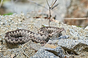 Nose-Horned Viper male in natural habitat