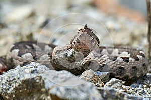 Nose-Horned Viper male in natural habitat