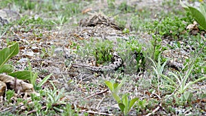 Nose-Horned Viper male in natural habitat