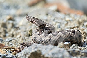 Nose-Horned Viper male in natural habitat