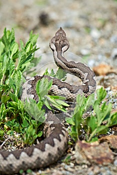 Nose-Horned Viper male in natural habitat