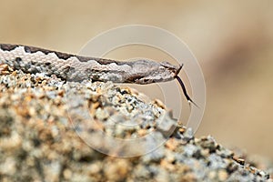 Nose-Horned Viper male in natural habitat