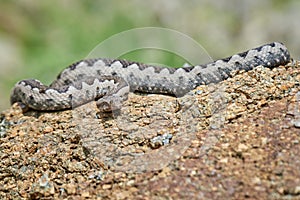 Nose-Horned Viper male in natural habitat