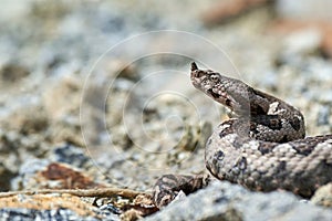 Nose-Horned Viper male in natural habitat