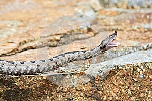 Nose-Horned Viper male with open mouth preparing to strike