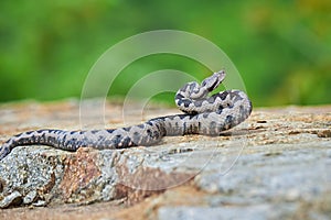 Nose-Horned Viper male preparing to strike